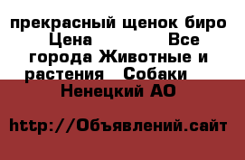 прекрасный щенок биро › Цена ­ 20 000 - Все города Животные и растения » Собаки   . Ненецкий АО